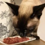 Trockenfutter für Katzen?